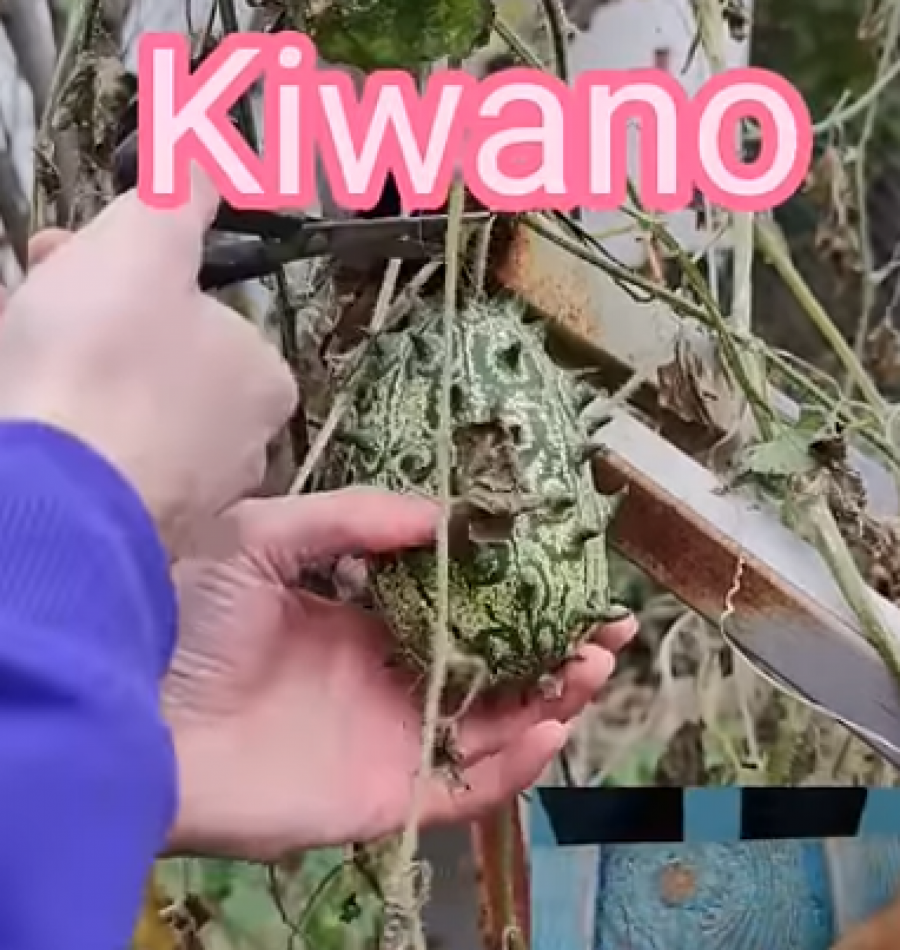 kivano
