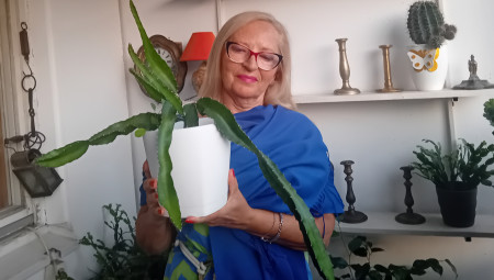 Dragica Ilić-Velimirović sa Novog Beograda na svojoj terasi uzgaja zmajevo voće.