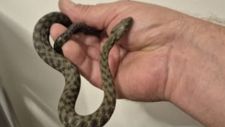 Svake jeseni kolonija proizvodi mužjake i ženke koje se pare pre zime