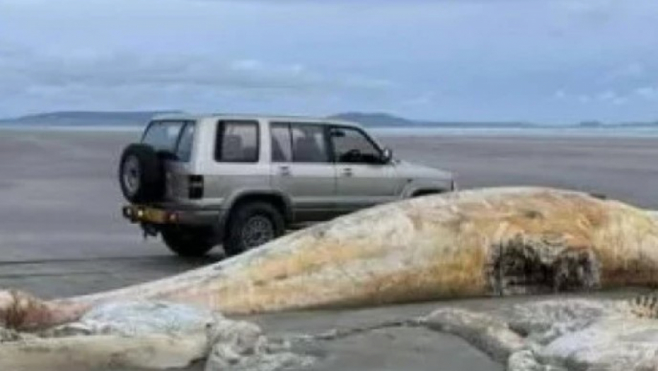 misteriozna životinja