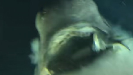 Naučnici su spustili kameru na veliku dubinu okeana i zabeležili prizor koji je mnoge ostavio bez daha