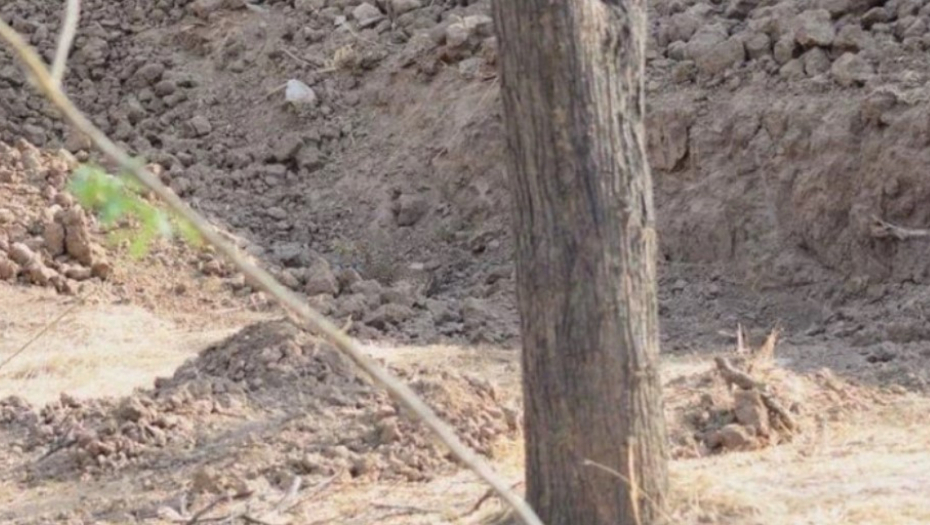 mozgalica sa leopardom