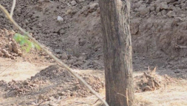 mozgalica sa leopardom