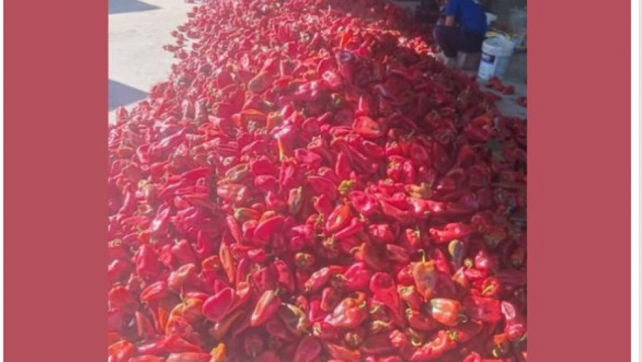 Cena paprike u grockoj