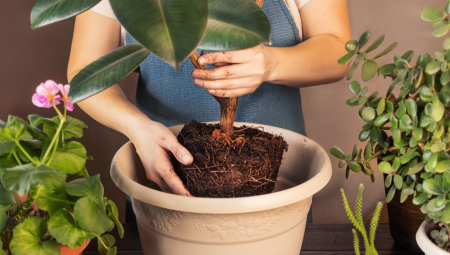 Ova biljka pomaže čak i onim najtvrdoglavijim vrstama koje teško puštaju koren