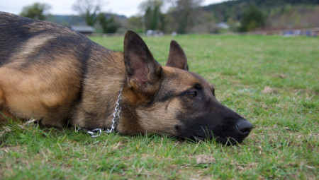 Prava odanost psa prema čoveku ne poznaje granice – ni vreme, ni hladnoću, ni smrt