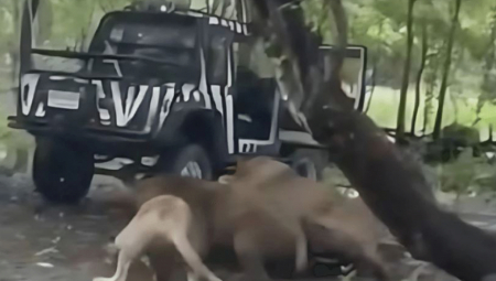 Čopor lavova u safari parku u Tajlandu pojeo je čuvara parka pred turistima koji su se nalazili u džipu u neposrednoj blizini.