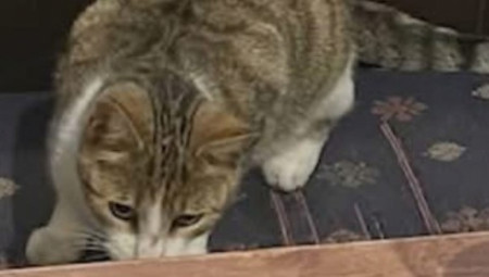 Peanut (Kikiriki), radoznali mačak iz Linkolna u Velikoj Britaniji, postao je prava internet senzacija nakon što je čak dva puta pronašao put do pivare Castle Rock Brewery u Nottinghamu, udaljene više od 50 kilometara.