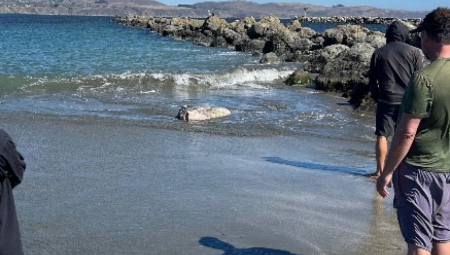 Posetioci plaže u Kaliforniji doživeli su nesvakidašnji prizor kada su u jutarnjim satima ugledali ogromno morsko stvorenje nasukano na pesku