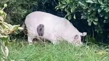 Nova optička iluzija izazvala je pometnju na društvenim mrežama, posebno među korisnicima Reddita, koji pokušavaju da shvate šta se zapravo nalazi na fotografiji