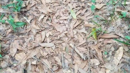 Jedna fotografija iz šume ovih dana potpuno je zaludela korisnike interneta u Srbiji.