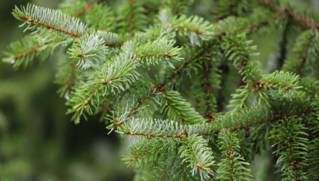 Nacionalni park Tara jedno je od najvećih prirodnih blaga u Srbiji, mesto koje svojim lepotom oduzima dah, ali i mesto koje postaje sve popularnije među posetiocima