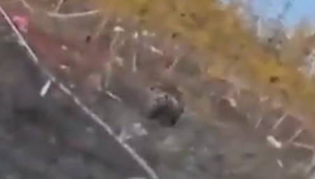 U Čeljabinskoj oblasti Rusije zabeležen je šokantan incident – medved je iskopao desetine grobova na lokalnom groblju i pojeo posmrtne ostatke