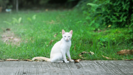 Bela mačka oduvek je imala posebno mesto u narodnim verovanjima i horoskopskim tumačenjima