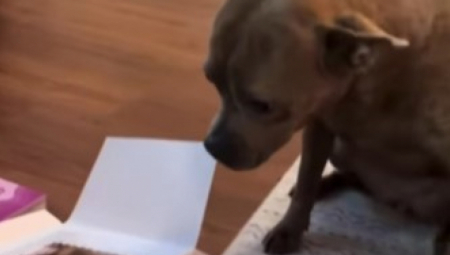 Torte za pse postale su pravi hit među vlasnicima kućnih ljubimaca – specijalno pravljene bez štetnih sastojaka, omogućavaju da i naši četvoronožni prijatelji proslave svoj dan