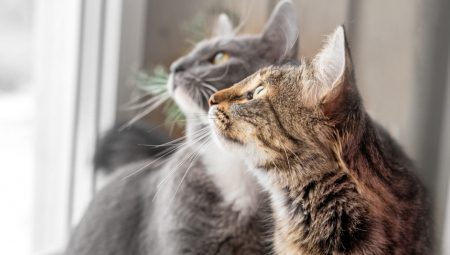 Sud u Turskoj je u brakorazvodnoj parnici odredio muškarcu godišnju svotu koju će morati da plaća bivšoj ženi za izdržavanje 2 mačke.