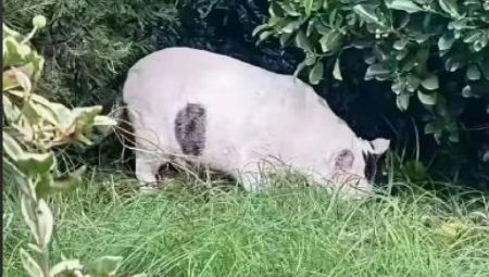 Reč je o optičkoj iluziji koja je mnoge potpuno zbunila, jer većina na prvi pogled vidi jedno, a zapravo se na slici krije nešto sasvim drugo