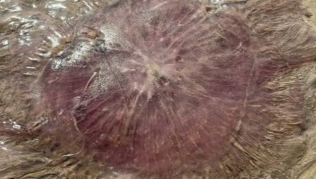 Obale Teksasa poslednjih dana postale su poprište nesvakidašnjeg prizora - ogromne ružičaste meduze vrste Drymonema larsoni izbacuje more, dok kupači gledaju u neverici