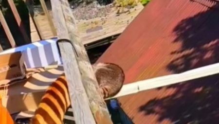 Zamislite da umesto pitome krznene ljubimice u svoj dom unesete pravu mačju nestašnicu – ili čak đavola u krznenom izdanju