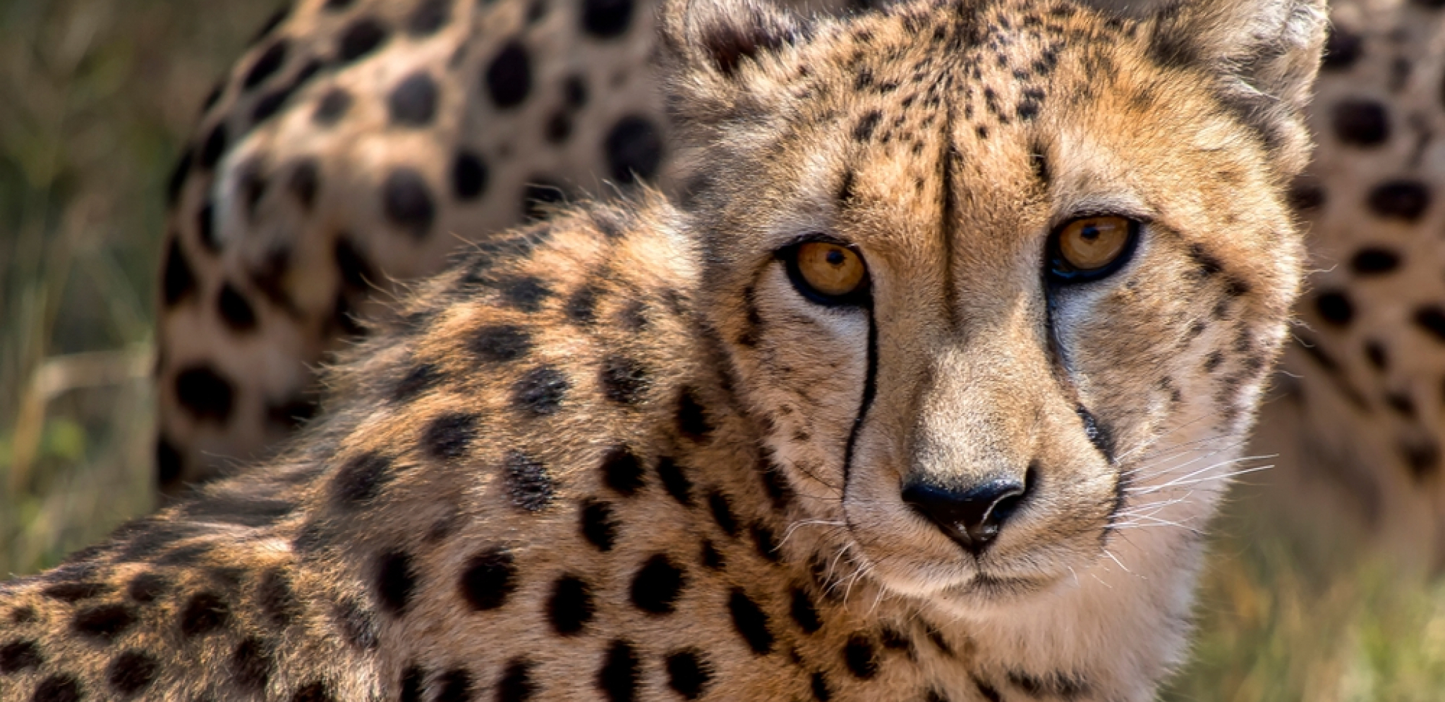 gepard