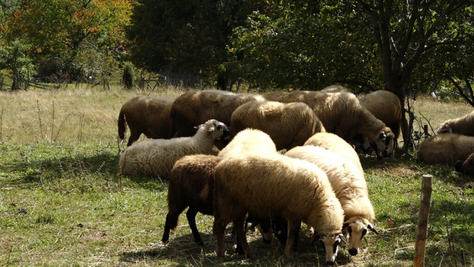 Napadi divljih životinja na ovce