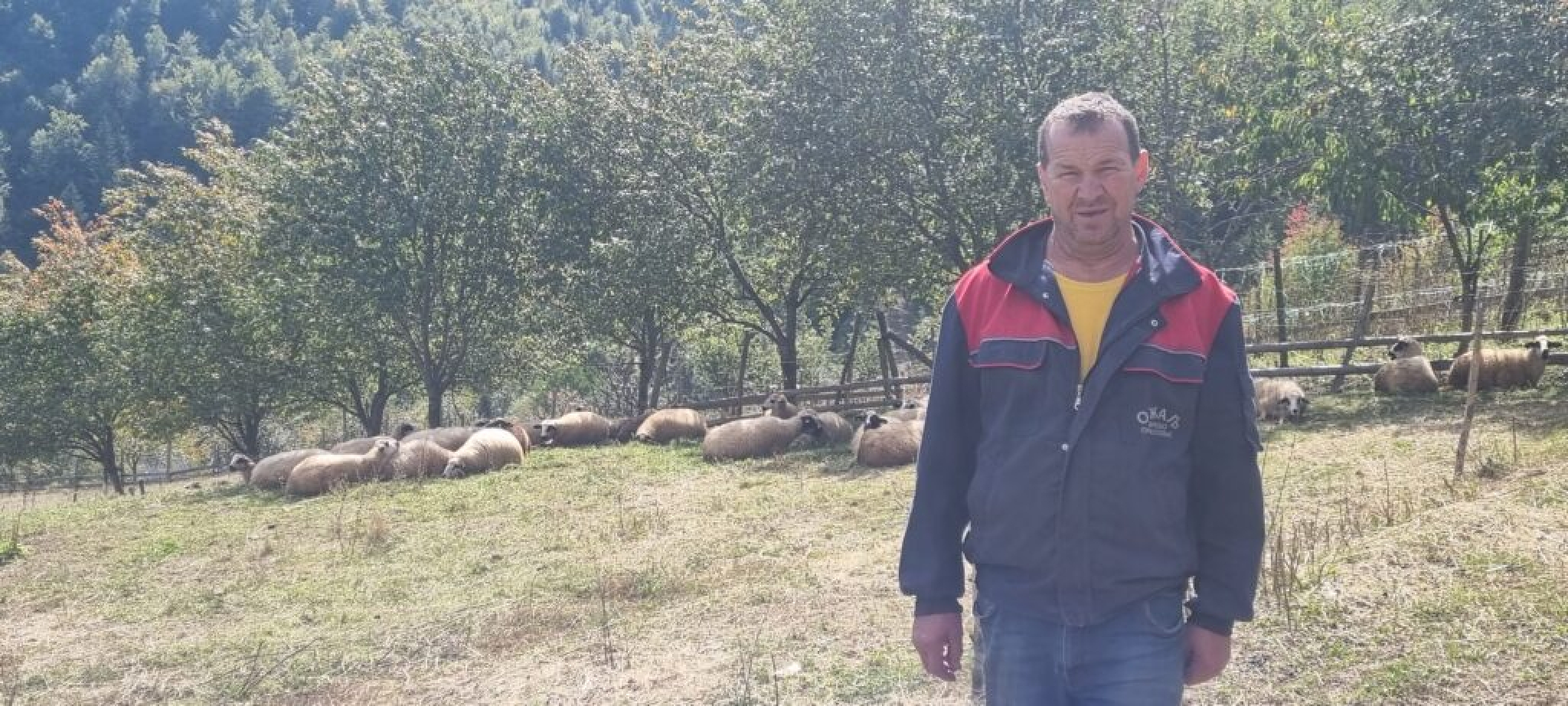 Napadi divljih životinja na ovce