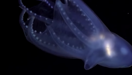 U spektakularnoj ekspediciji  tim stručnjaka je istraživao podvodni kanjon Mar del Plata, udaljen 300 kilometara od obale Argentine.