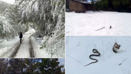 Nagla promena temperature ili toplota koja dolazi iz tla može ih probuditi. Takvi prizori su izuzetno retki