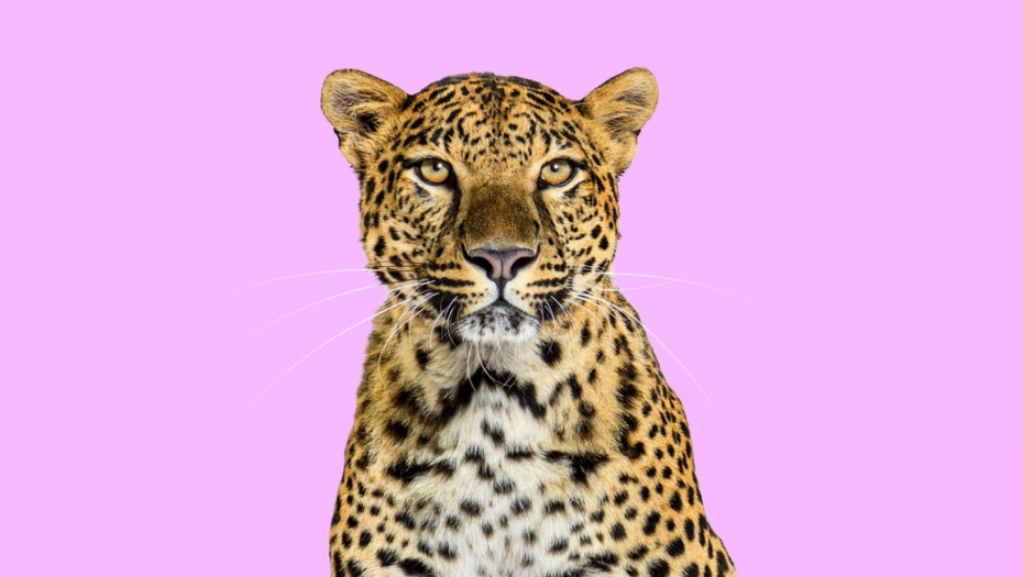 leopard