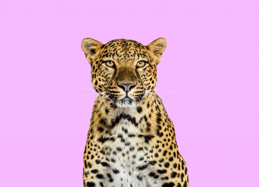 leopard