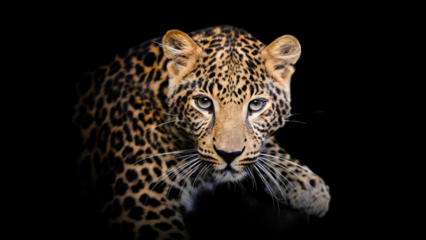 leopard