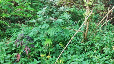 Pripadnici Ministarstva unutrašnjih poslova u  Bačkoj Palanci uhapsili  su N. M. (35), sa područja ove opštine, zbog  sumnje da je učinio krivično delo neovlašćena proizvodnja i stavljanje u promet opojnih droga.