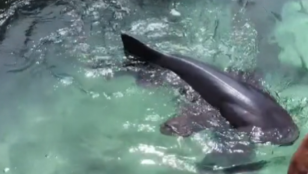 Ajkula napala dečaka