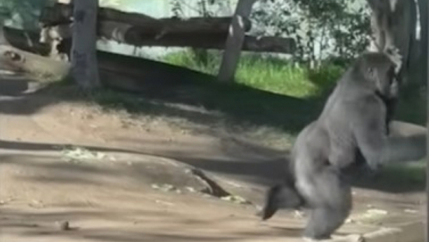 gorila razbila staklo