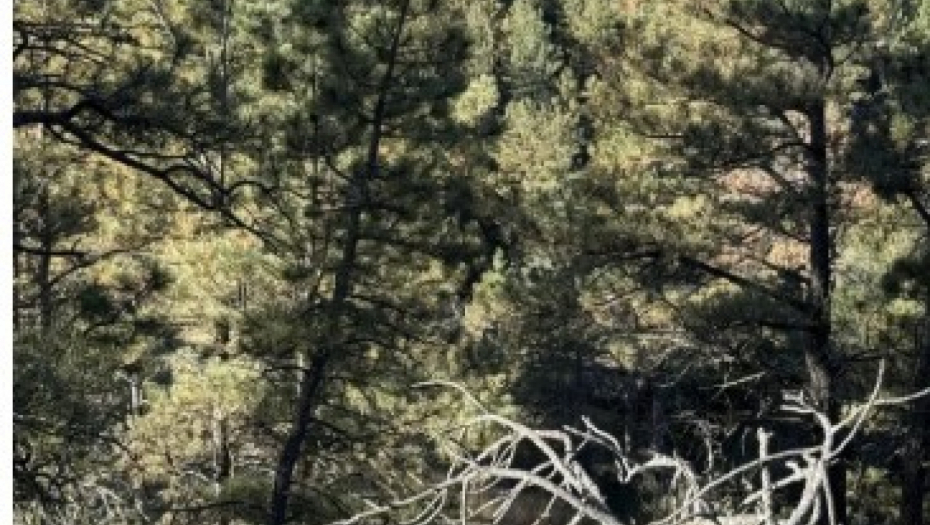 mozgalica sa jelenom