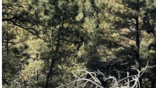 mozgalica sa jelenom