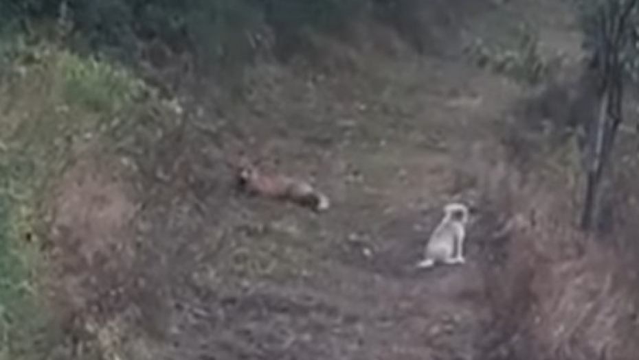 pas i lisica prijatelji