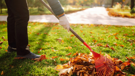 Naštovanski stručnjaci kažu da postoji jednostavnije rešenje od skupljanja lišća i pakovanja u džakove.