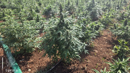 Službenici Sektora granične policije su u saradnji sa službenicima SBPK i Višim državnim tužilaštvom u Podgorici, u nastavku sveobuhvatnih policijsko-tužilačkih mera i radnji na otkrivanju i procesuiranju povezanih lica u akciji kodnog naziva „Trnovo”, identifikovali i lišili slobode treće lice povezano sa kriminalnim aktivnostima u ovom predmetu, saopštila je Uprava policije.