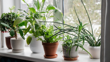 Tokom zime mnoge biljke pate zbog suvog vazduha i promene temperature