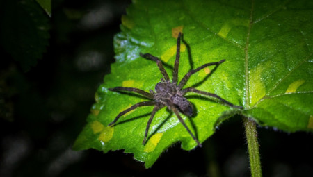 Vučji pauk, vrsta koja je kritično ugrožena i u Velikoj Britaniji nije viđena 40 godina, otkrivena je na ostrvu Ajl of Vajt.