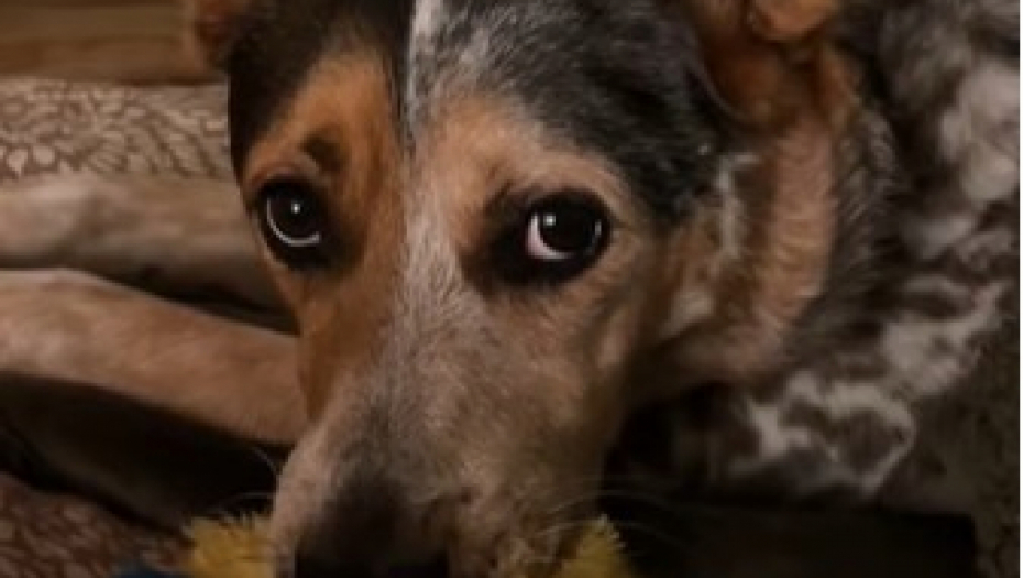 pas se ponaša kao mačka