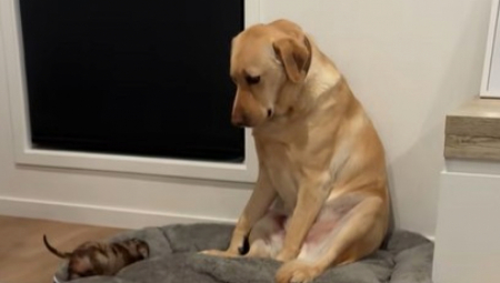 Jedan labrador postao je zvezda društvenih mreža zahvaljujući svojoj urnebesnoj reakciji na leglo štenaca koje je morao da čuva