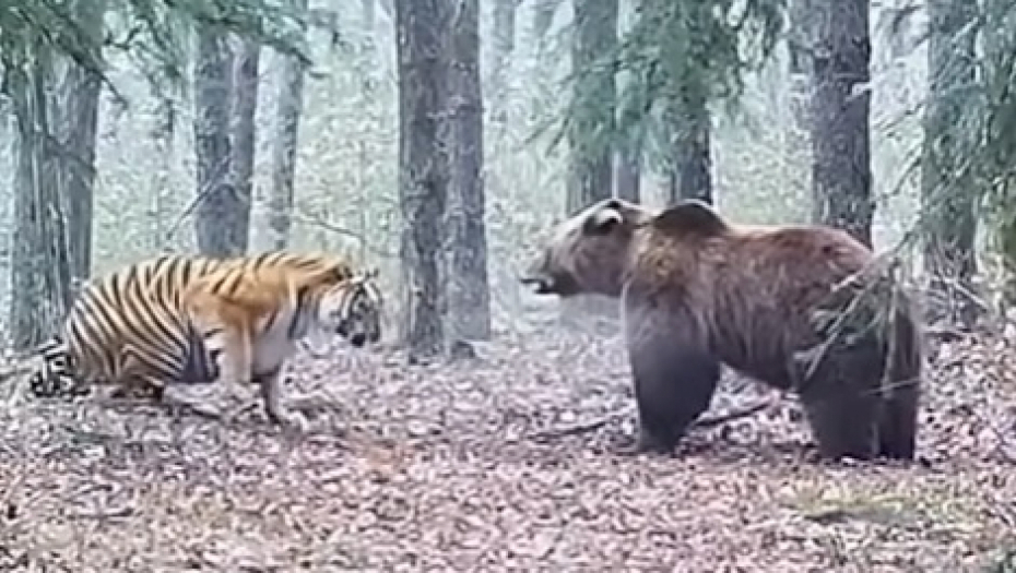Medved i tigar