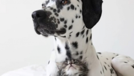 Na TikToku je postao viralan video koji prikazuje neverovatno prijateljstvo između dalmatinca po imenu River i mačka Samita