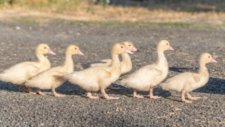 Internetom se širi novi viralni video koji je nasmejao milione korisnika – dve patke uporno pokušavaju da okupaju psa, i to po svaku cenu.