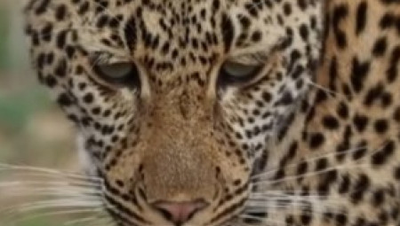 Profesionalni fotograf Nik Klir zabeležio je neobičan trenutak u rezervatu Mala Mala u Južnoj Africi, koji je ubrzo postao viralni hit na društvenim mrežama