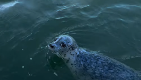 Drama na otvorenom moru se odigrala u blizini Sijetla, gde je sirota foka za dlaku izbegla sigurnu smrt  bežeći pred jatom gladnih orki.