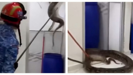 Piton težak 60 kilograma uhvaćen je 12. novembra u kući jedne učiteljice u Maleziji