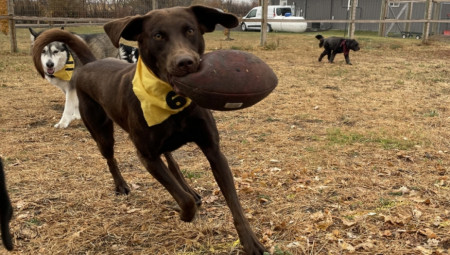 Dva razigrana psa i jedna tvrdoglava ćurka pretvorili su dvorište u pravi teren za fudbal, a snimak njihove zabavne jurnjave za loptom brzo je postao viralni hit na TikToku